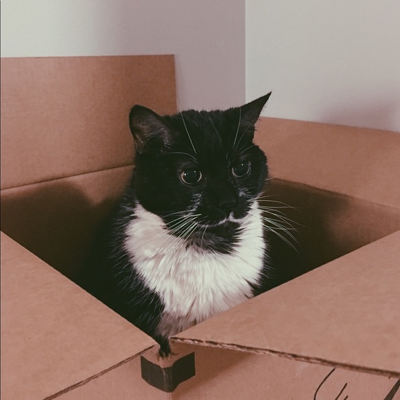 Meet your Posher, Nicholas - Picture 2 of 2